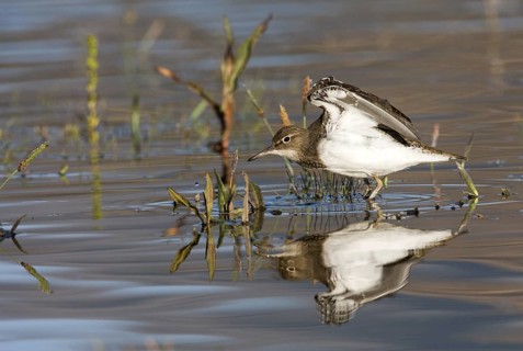 Common Sandpiper (Actitis hypoleucos), Madrid, Spain