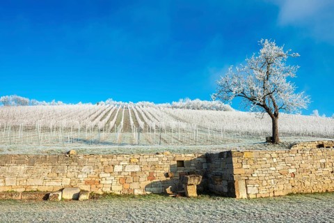 Vineyard at the former Cistercian abbey Pforte with hoarfrost in winter, Schulpforte, district of
