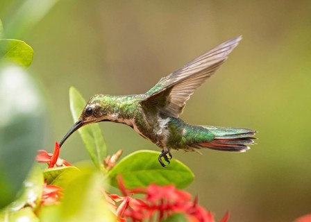 Black-throated Mango (Anthracothorax nigricollis), French Guiana