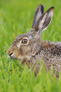 European hare, (Lepus europaeus), animals, mammals, hare, hare family, field, two, Lake Neusiedl,