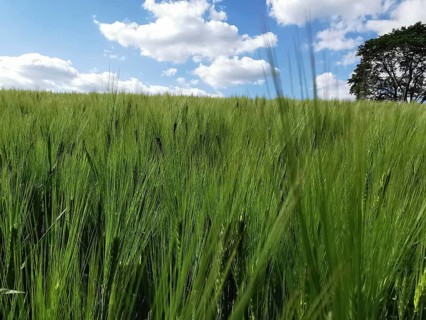 Green ears of a grain field (granum) under a cloudy sky with a lonely tree, hiking on the