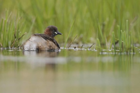 Little Grebe (Tachybaptus ruficollis), Thuringia, Germany