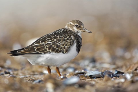 Ruddy Turnstone (Arenaria interpres), Mecklenburg-Western Pomerania, Germany