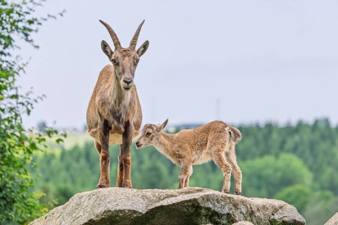 An adult female ibex (Capra ibex) stands on a rock and suckles her young. A forest can be seen in