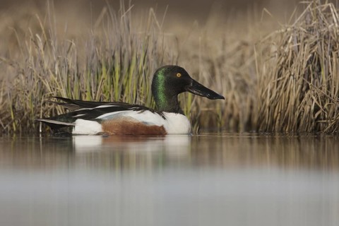 Northern Shoveler (Spatula clypeata) male, Manitoba, Canada