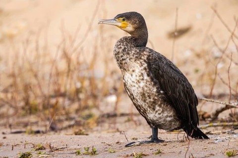 Great Cormorant (Phalacrocorax carbo), North Rhine-Westphalia, Germany