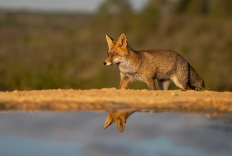 A vivid image of a fox at the water's edge, captured with its reflection shimmering in the water
