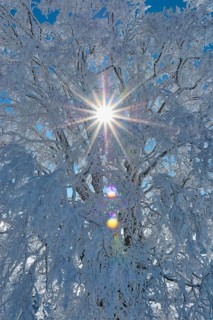 Sunbeams break through snow-covered branches of a beech tree on a clear winter day, Schauinsland,