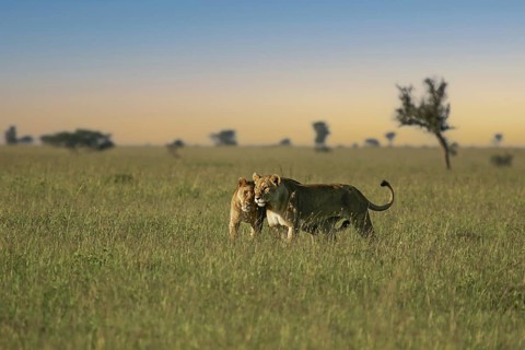 Löwe (Panthera leo) zwei Weibchen kuscheln zusammen in Savanne, Serengeti, Tansania | African Lion