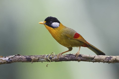 Silver-eared Mesia (Leiothrix argentauris), Mae Wong, Thailand