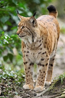 Eurasian lynx or northern lynx (Lynx lynx), captive, Switzerland