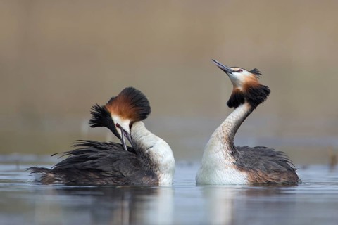 Great Crested Grebe (Podiceps cristatus) pair displaying, Saxony, Germany