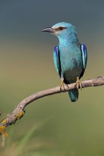 Roller, Almond Crow, (Coracias garrulus), animals, birds, raptors, raptor family, perch, biotope,