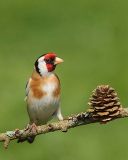 Carduelis carduelis