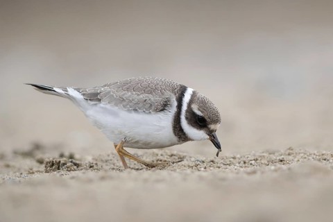 Common Ringed Plover (Charadrius hiaticula) foraging, Mecklenburg-Western Pomerania, Germany