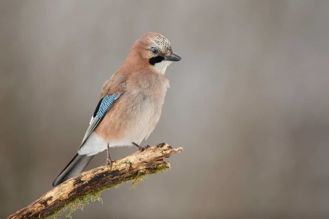 Eurasian Jay (Garrulus glandarius) perched on a branch, Poland