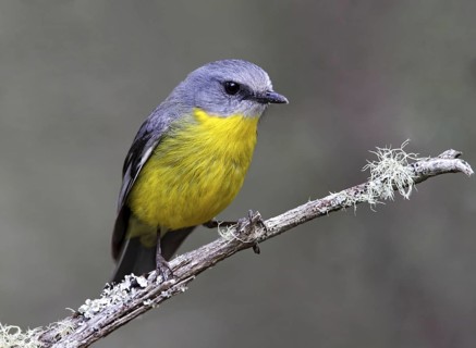 Eastern Yellow Robin (Eopsaltria australis), New South Wales, Australia