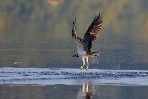 Fischadler, lat. Pandion haliaetus, fliegt von der Wasseroberfläche nach erfolglosem Jagdversuch