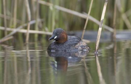 Little Grebe (Tachybaptus ruficollis), Saxony, Germany