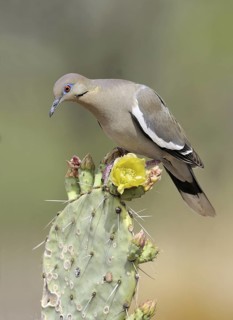 White-winged Dove (Zenaida asiatica), Arizona, USA