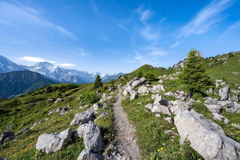 Schynige Platte, picturesque mountain landscape, glaciated mountain peaks Breithorn and Jungfrau,