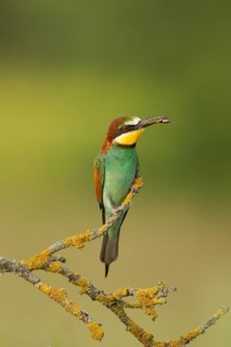European Bee-eater (Merops apiaster) perched on a lichen branch with insect in beak, Serbia