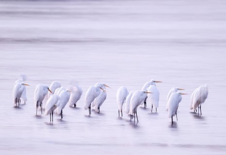 Great White Egret (Ardea alba) many birds are standing in the shallow water zone of a lake in front