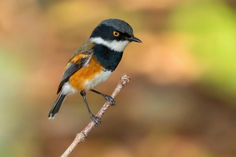 Cape Flycatcher, (Batis capensis), Giant's Castle Hutted Camp, River Walk, Imbabazane Ward 2,