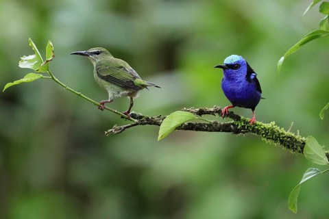 Red-legged Honeycreeper (Cyanerpes cyaneus) perched on a branch in Costa Rica