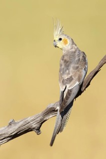 Cockatiel (Nymphicus hollandicus), Northern Territory, Australia