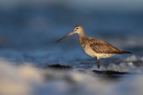 Bar-tailed Godwit (Limosa lapponica), Texel, Netherlands
