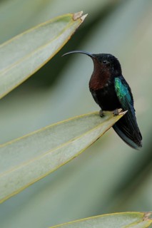 Purple-throated Carib (Eulampis jugularis) perched on a branch on the Caribbean Island of