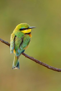 Pygmy Bee-eater, (Merops pusillus), on perch, Africa, South Africa, KwaZulu-Natal, Bee-eater