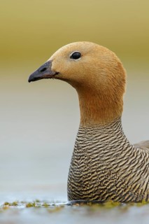 Ruddy-headed Goose (Chloephaga rubidiceps) feeding along the shoreline in the Falkland Islands