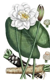 Nymphea alba, white-flowered water lily, digital reproduction of a historical model, between 1790