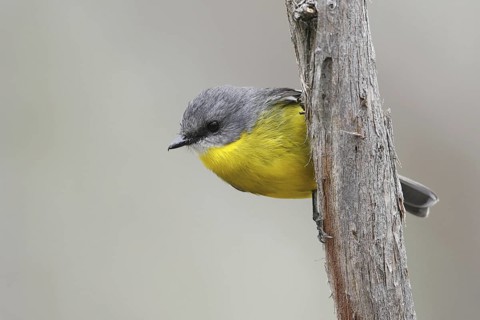 Eastern Yellow Robin (Eopsaltria australis), Victoria, Australia