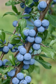 Blackthorn (Prunus spinosa), Federal Republic of Germany