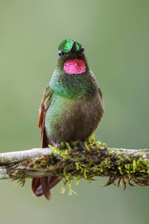 Brazilian Ruby (Clytolaema rubricauda) perched on a branch in the Atlantic rainforest of southeast