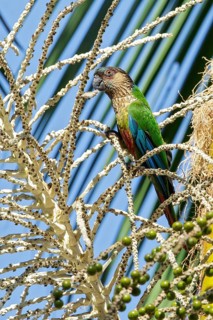 Santarem Parakeet (Pyrrhura amazonum) perched on a branch in the Amazon of Brazil