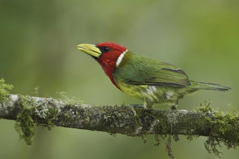 Red-headed Barbet (Eubucco bourcierii) male, Ecuador