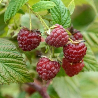 Raspberry (Rubus idaeus 'Autumn Bliss' BLISSY),  Germany