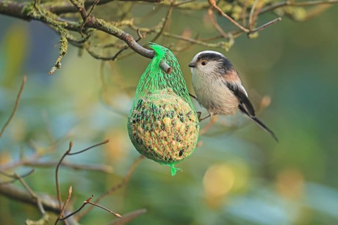Long-tailed Tit (Aegithalos caudatus), hanging on a tit dumpling, Arnsberg, North Rhine-Westphalia,
