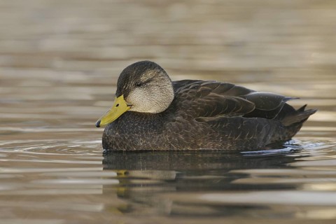 American Black Duck (Anas rubripes), Ohio, USA