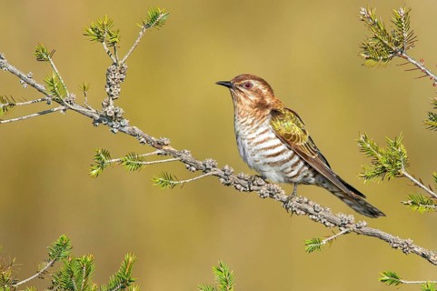 Horsfield's Bronze Cuckoo (Chrysococcyx basalis), Victoria, Australia