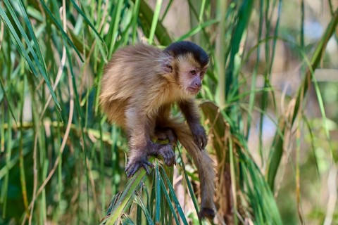 A capuchin monkey sitting on a branch, surrounded by dense nature, Capuchin monkey (Sapajus