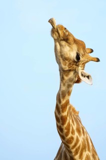 Giraffe (Giraffa camelopardalis) chewing licking on an animal bone. Etosha National Park, Namibia