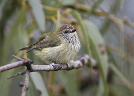 Striated Thornbill (Acanthiza lineata), Victoria, Australia
