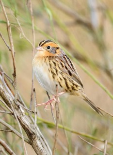 Le Conte's Sparrow (Ammodramus leconteii), Texas, USA