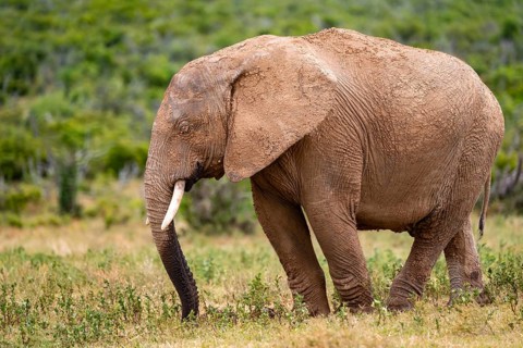 African elephant (Loxodonta africana), Addo Elephant National Park, Eastern Cape, South Africa