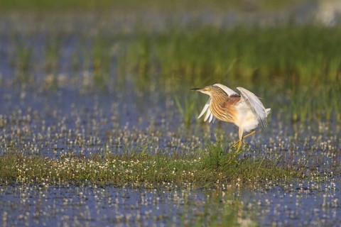 Squacco Heron (Ardeola ralloides) foraging, Greece